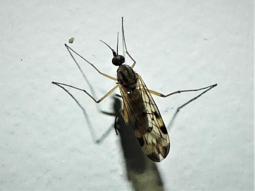 Sylvicola sp.